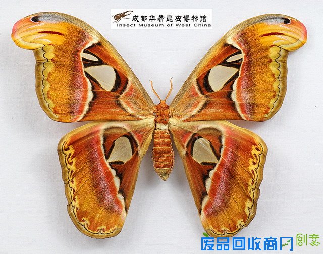 《CRI会客厅》中国民间博物馆馆长系列访谈：探秘草叶间的宇宙 发现微观世界