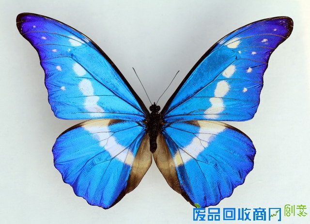 《CRI会客厅》中国民间博物馆馆长系列访谈：探秘草叶间的宇宙 发现微观世界