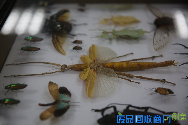 《CRI会客厅》中国民间博物馆馆长系列访谈：探秘草叶间的宇宙 发现微观世界