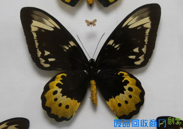 《CRI会客厅》中国民间博物馆馆长系列访谈：探秘草叶间的宇宙 发现微观世界