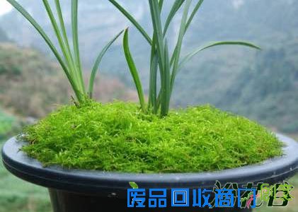 兰花盆面苔藓的制作
