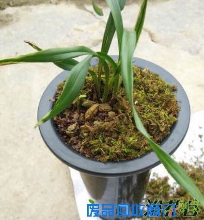 兰花盆面苔藓的制作