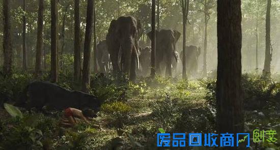 伐木场大象的一生:生而为奴直到死亡(图)