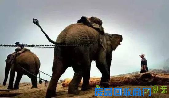 伐木场大象的一生:生而为奴直到死亡(图)