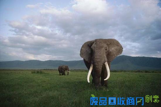 伐木场大象的一生:生而为奴直到死亡(图)