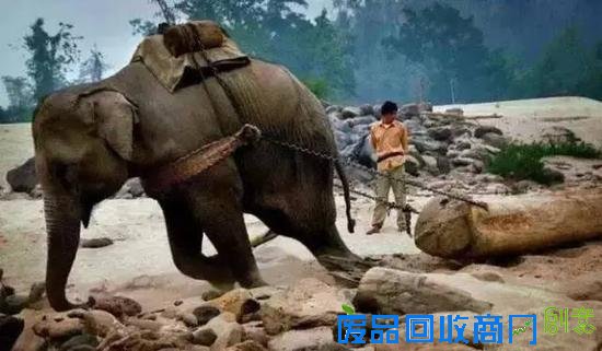 伐木场大象的一生:生而为奴直到死亡(图)