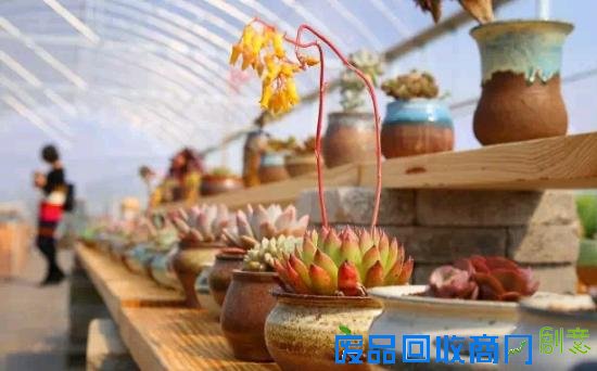 3位女大学生乐当种花匠 坎墩后花园打造“花样年华”