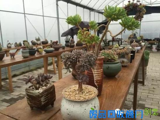 3位女大学生乐当种花匠 坎墩后花园打造“花样年华”