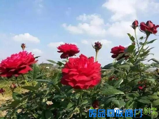 3位女大学生乐当种花匠 坎墩后花园打造“花样年华”