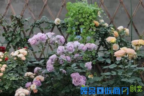 3位女大学生乐当种花匠 坎墩后花园打造“花样年华”