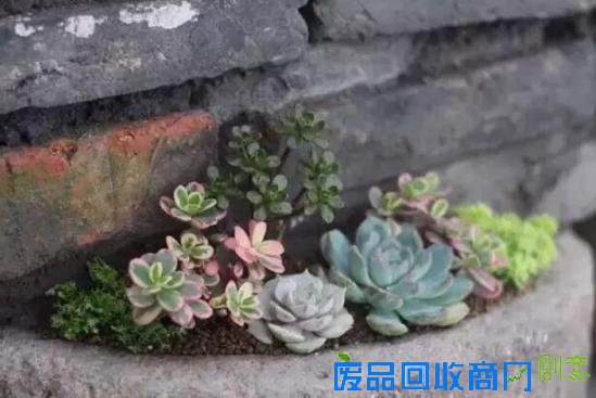 3位女大学生乐当种花匠 坎墩后花园打造“花样年华”