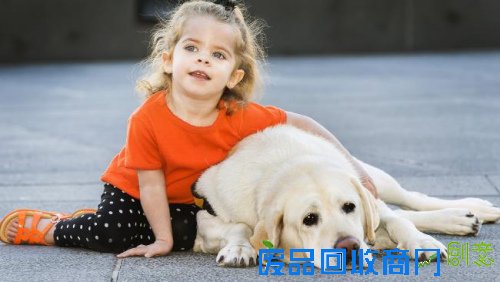 澳庆祝导盲犬日展示导盲犬如何改变失明者生活