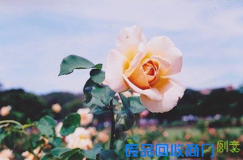 那些花儿 清新唯美图片