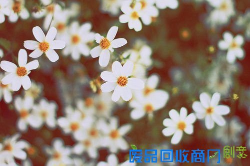 那些花儿 清新唯美图片
