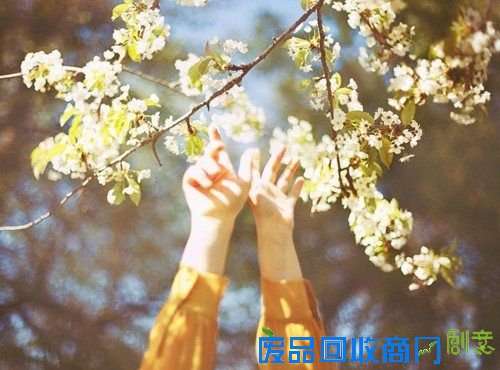 那些花儿 清新唯美图片