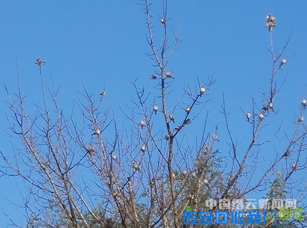 像花一样的鸟儿