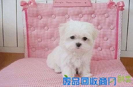 给小狗做个窝-教你自己动作DIY制作狗床 第7张图片 给小狗做个窝-教你自己动作DIY制作狗床 第7张图片