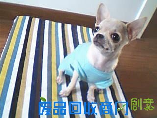 最详细的DIY自制布艺狗窝制作图解最适合吉娃娃的狗窝 第5张图片