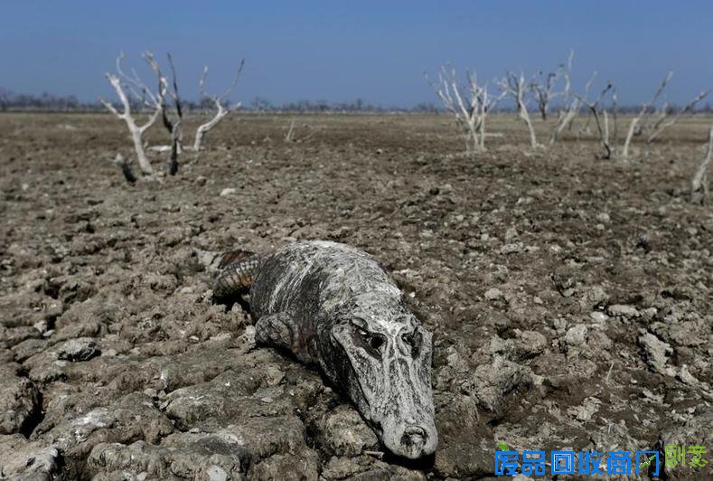 路透年度环境照片 大自然的狂暴和神奇 路透年度环境照片 大自然的狂暴和神奇