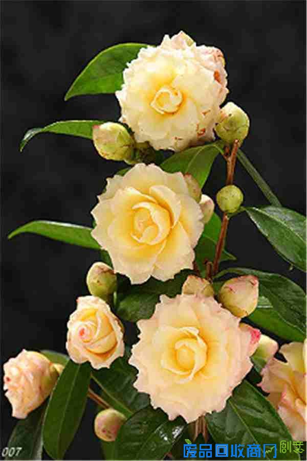 做人的经典语句