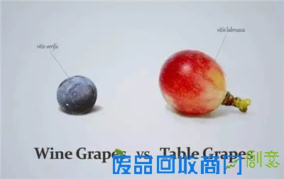 别再自酿葡萄酒了! 别再自酿葡萄酒了!