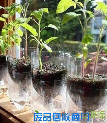 塑料瓶diy花盆,以后吃完的油壶和 可乐瓶 