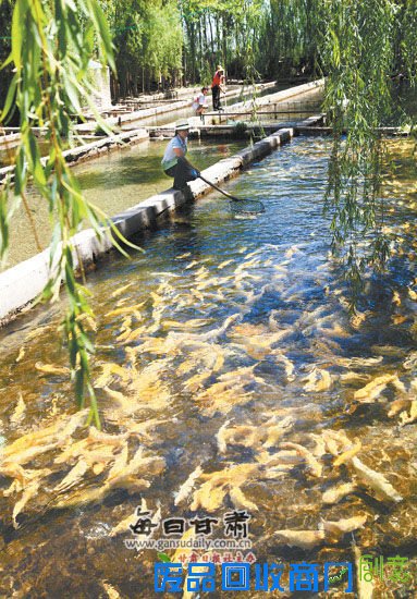 张掖市金鳟鱼养殖场风景优美