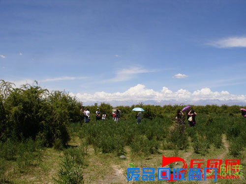 农一师四团7万亩河滩生态林效益凸显,风景优美,成为野生动物的栖息地