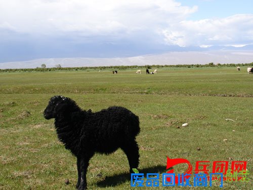 农一师四团7万亩河滩生态林效益凸显,风景优美,成为野生动物的栖息地