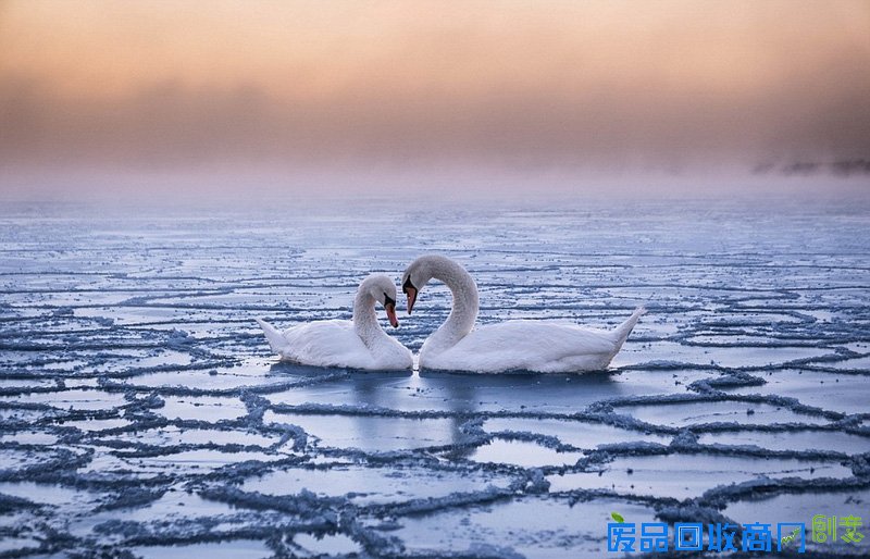 外媒眼中的2016年最佳图片 是图还是画傻傻分不清楚