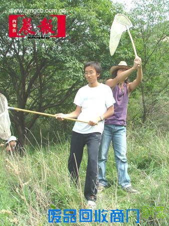 昆虫标本是这样制成的(组图)