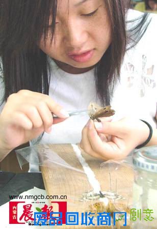 昆虫标本是这样制成的(组图)