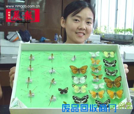 昆虫标本是这样制成的(组图)
