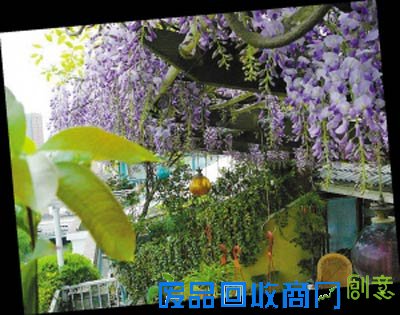 上图：阳台上种得最多的植物是紫藤。 