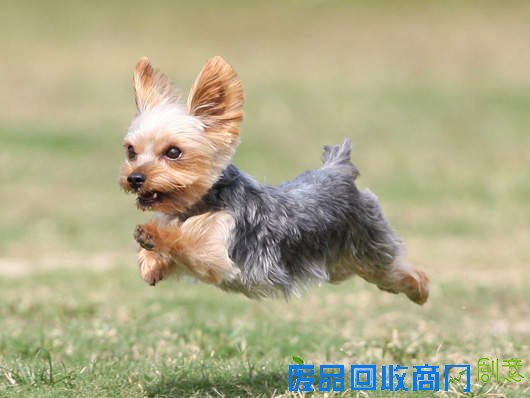 脱离地心引力！看各国达人的另类“飘”世界