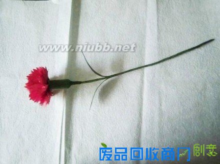 母亲节手揉纸康乃馨手工纸艺花制作教程[附康乃馨花语]_手工制作康乃馨