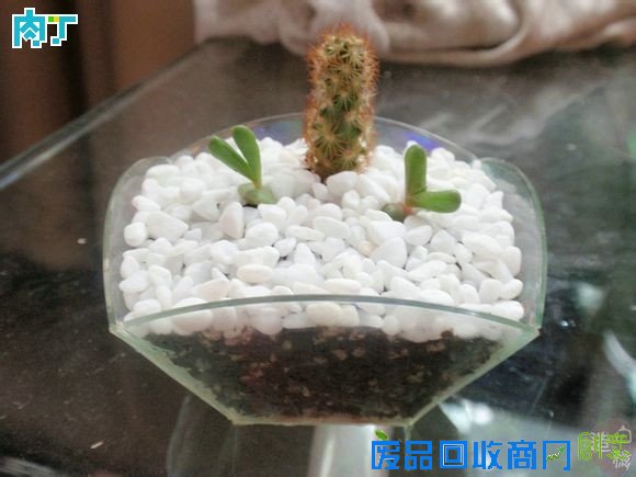 废旧酒瓶子还能做什么用?将废旧酒瓶改造成花盆的步骤图解╭★肉丁园艺网