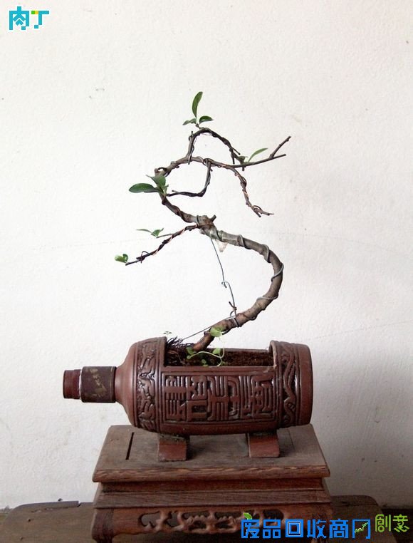 废旧酒瓶子还能做什么用?将废旧酒瓶改造成花盆的步骤图解╭★肉丁园艺网