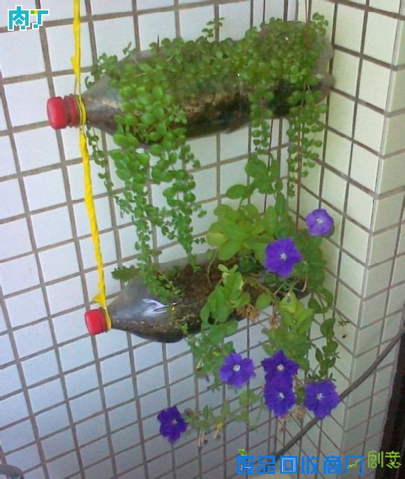 废旧酒瓶子还能做什么用？将废旧酒瓶改造成花盆的步骤图解╭★肉丁园艺网