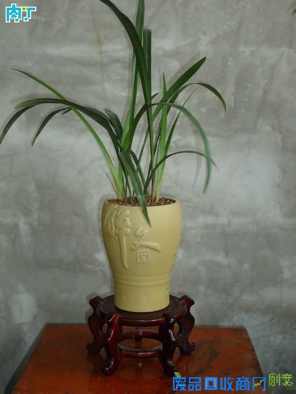 废旧酒瓶子还能做什么用？将废旧酒瓶改造成花盆的步骤图解╭★肉丁园艺网