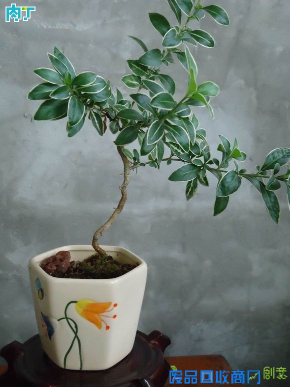 废旧酒瓶子还能做什么用？将废旧酒瓶改造成花盆的步骤图解╭★肉丁园艺网