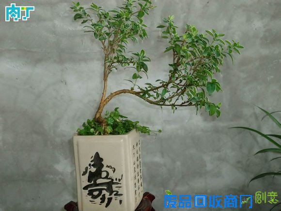 废旧酒瓶子还能做什么用？将废旧酒瓶改造成花盆的步骤图解╭★肉丁园艺网