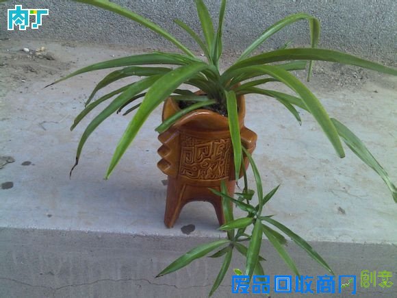 废旧酒瓶子还能做什么用？将废旧酒瓶改造成花盆的步骤图解╭★肉丁园艺网