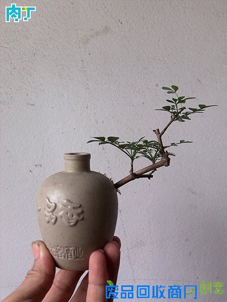 废旧酒瓶子还能做什么用？将废旧酒瓶改造成花盆的步骤图解╭★肉丁园艺网