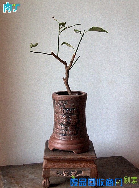 废旧酒瓶子还能做什么用？将废旧酒瓶改造成花盆的步骤图解╭★肉丁园艺网