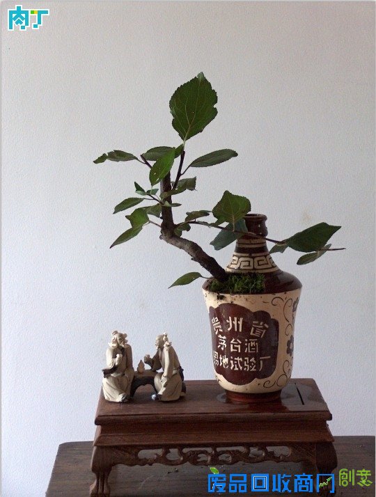 废旧酒瓶子还能做什么用？将废旧酒瓶改造成花盆的步骤图解╭★肉丁园艺网