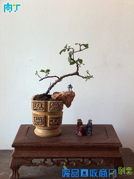 废旧酒瓶子还能做什么用？将废旧酒瓶改造成花盆的步骤图解╭★肉丁园艺网