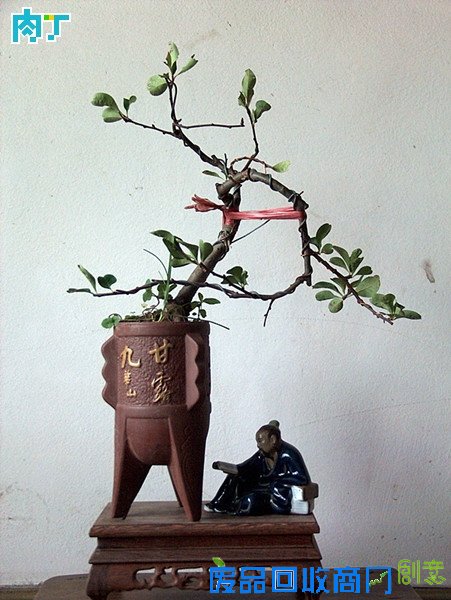 废旧酒瓶子还能做什么用？将废旧酒瓶改造成花盆的步骤图解╭★肉丁园艺网