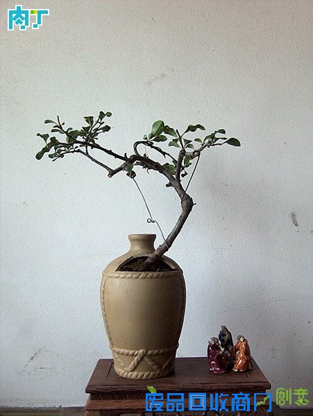 废旧酒瓶子还能做什么用？将废旧酒瓶改造成花盆的步骤图解╭★肉丁园艺网