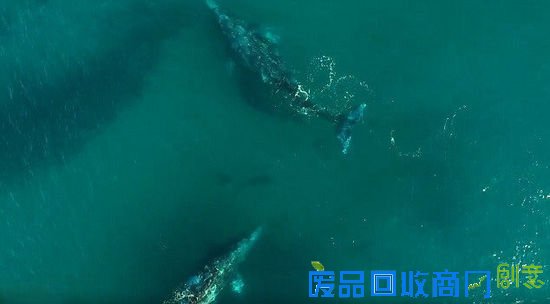 美摄影师实拍鲸鱼与海豚共同嬉戏画面